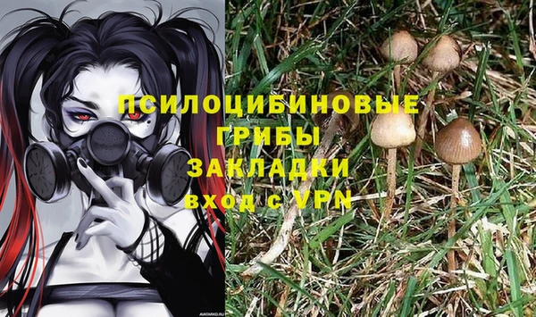 хмурый Аркадак